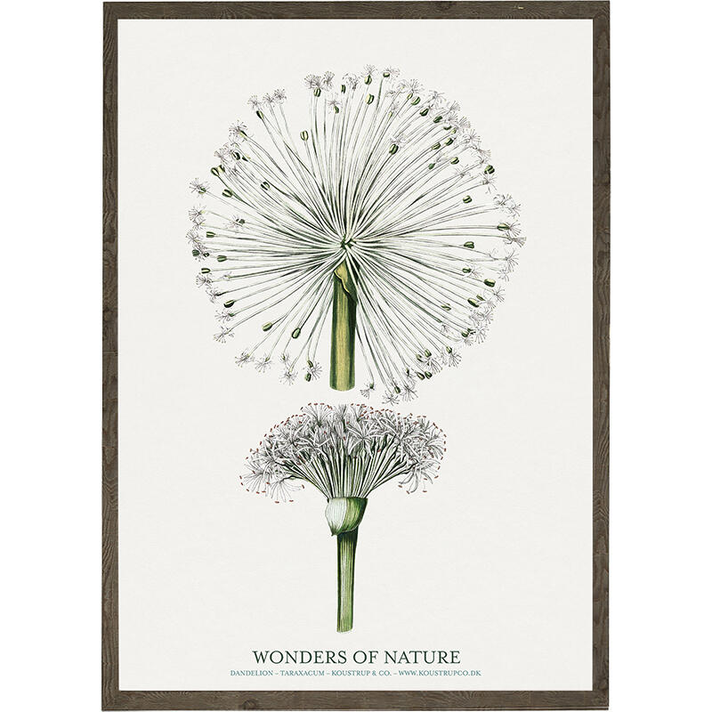 Dandelion - ART PRINT - CHOOSE SIZE