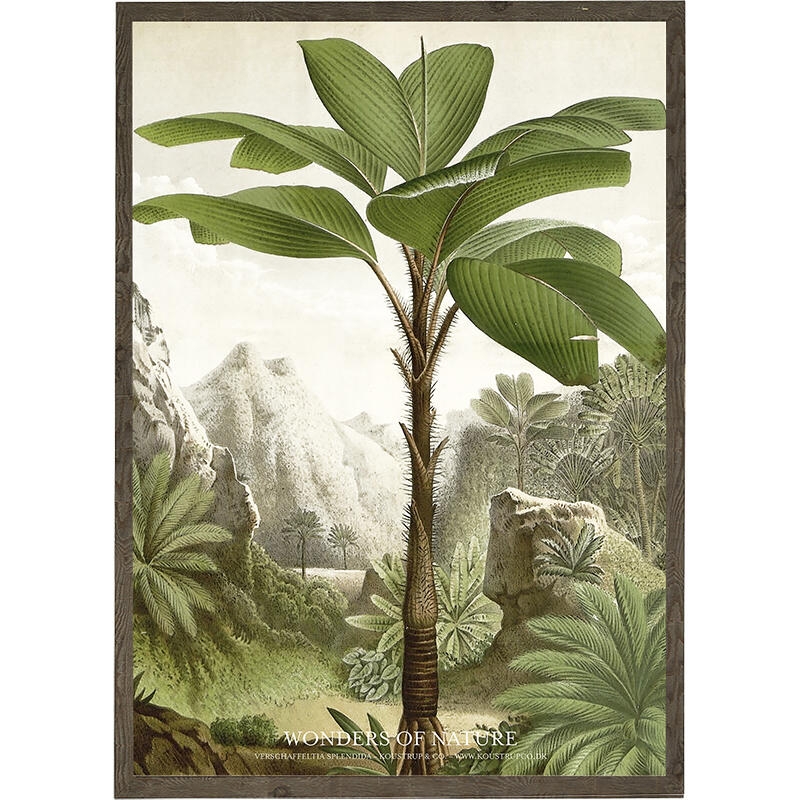 Vershaffeltia splendida - ART PRINT - CHOOSE SIZE