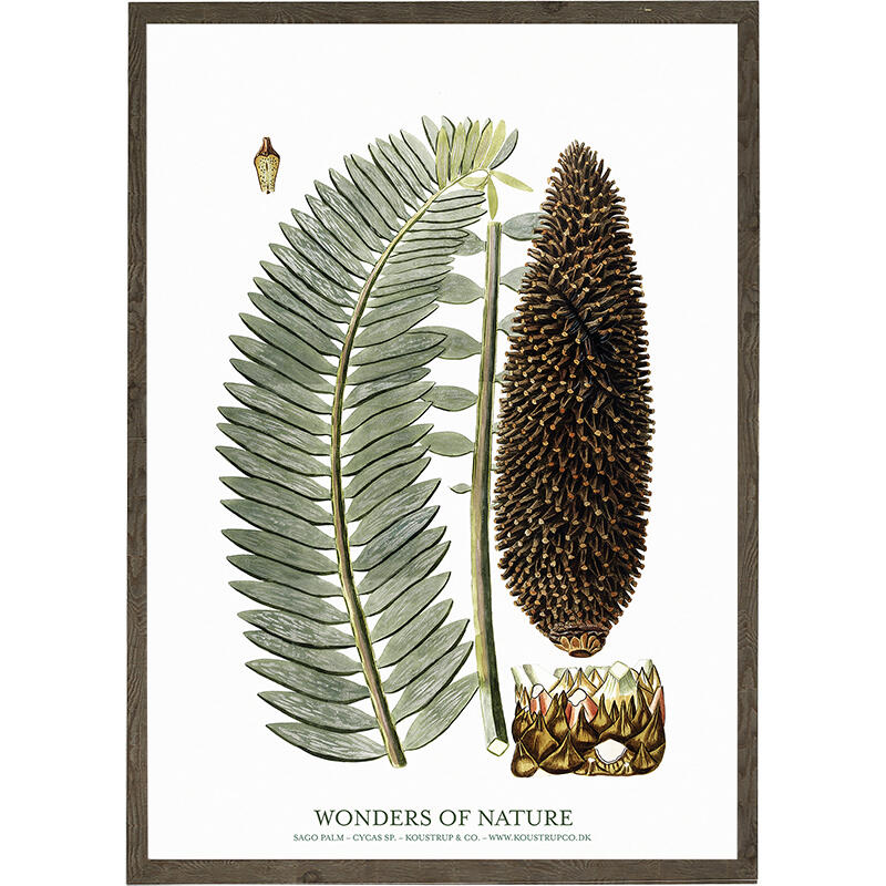 Sago palm - ART PRINT - CHOOSE SIZE