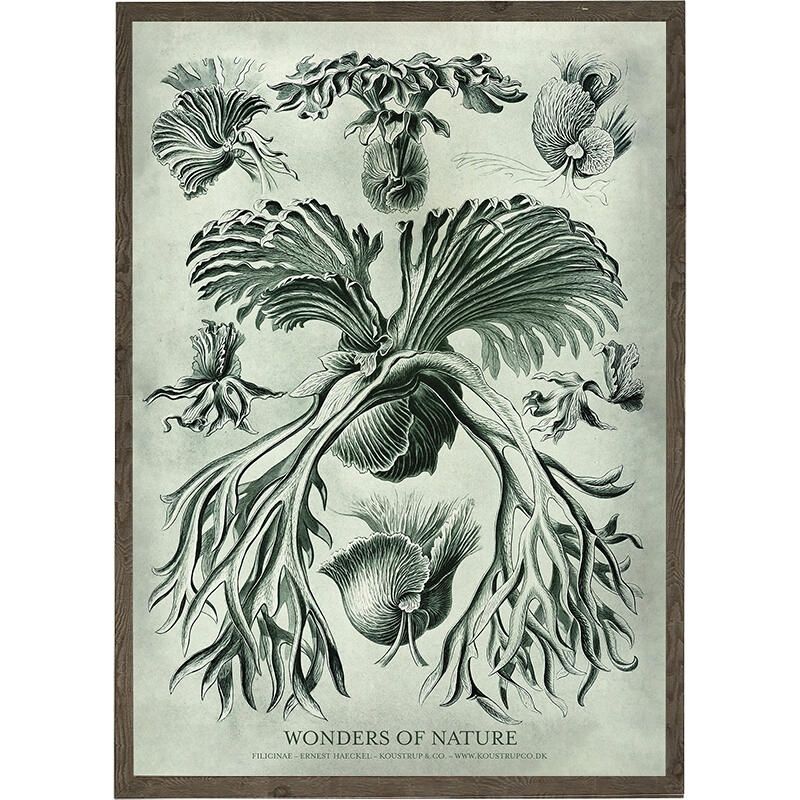 Filicinae - Art Print - Choose Size