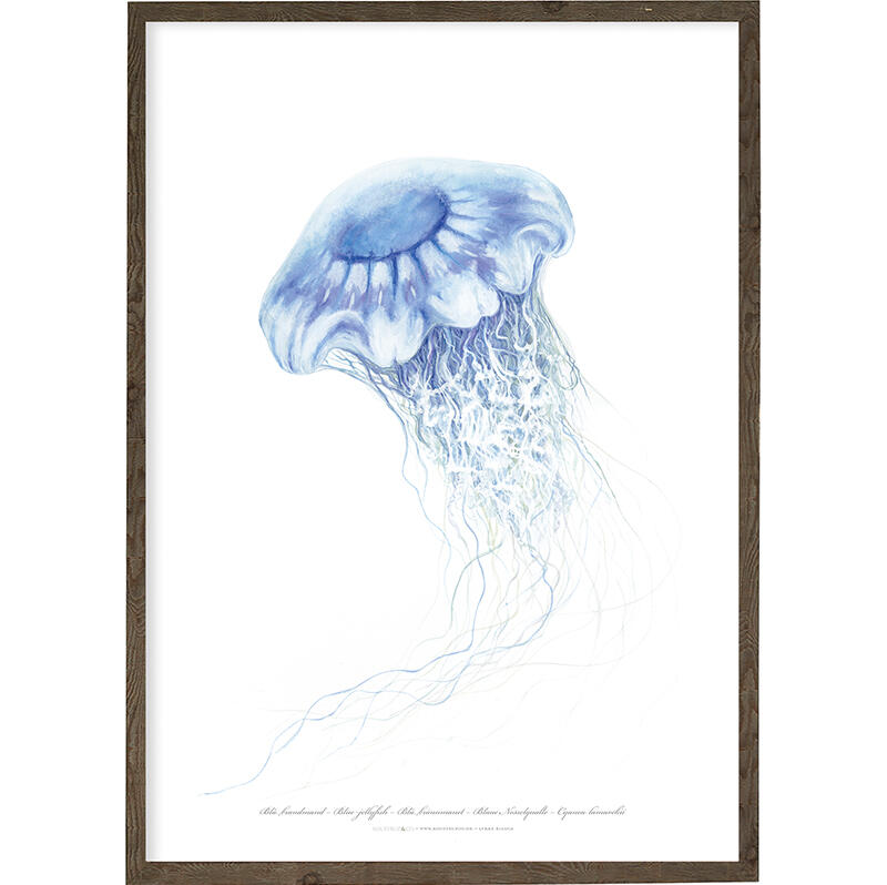 Blue Jellyfish - ART PRINT - CHOOSE SIZE