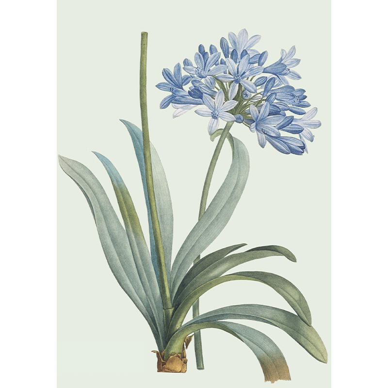 Agapanthus - A5 single card