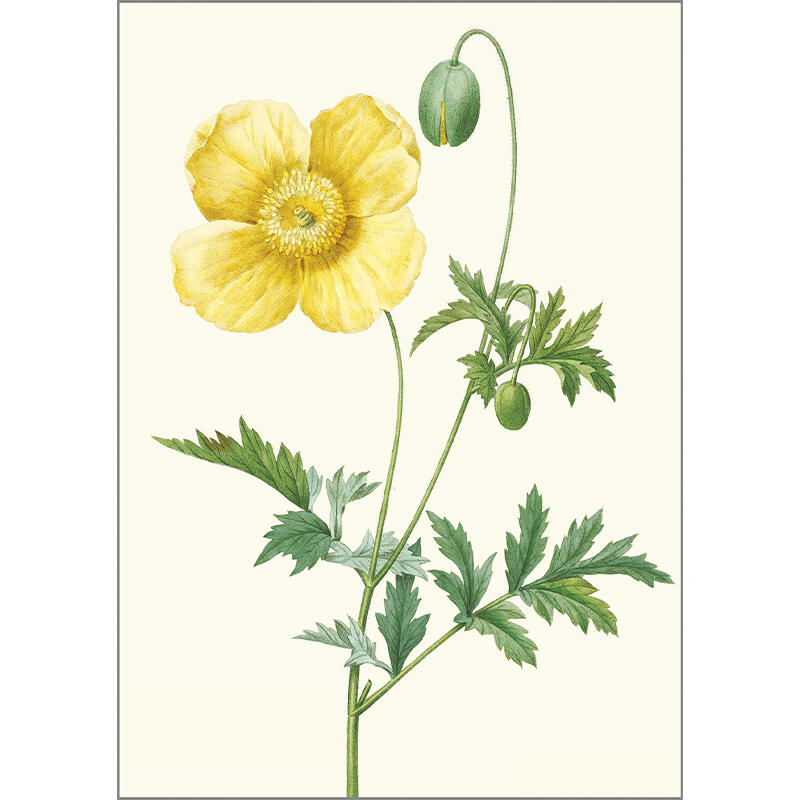 Yellow Poppy - A5 single card