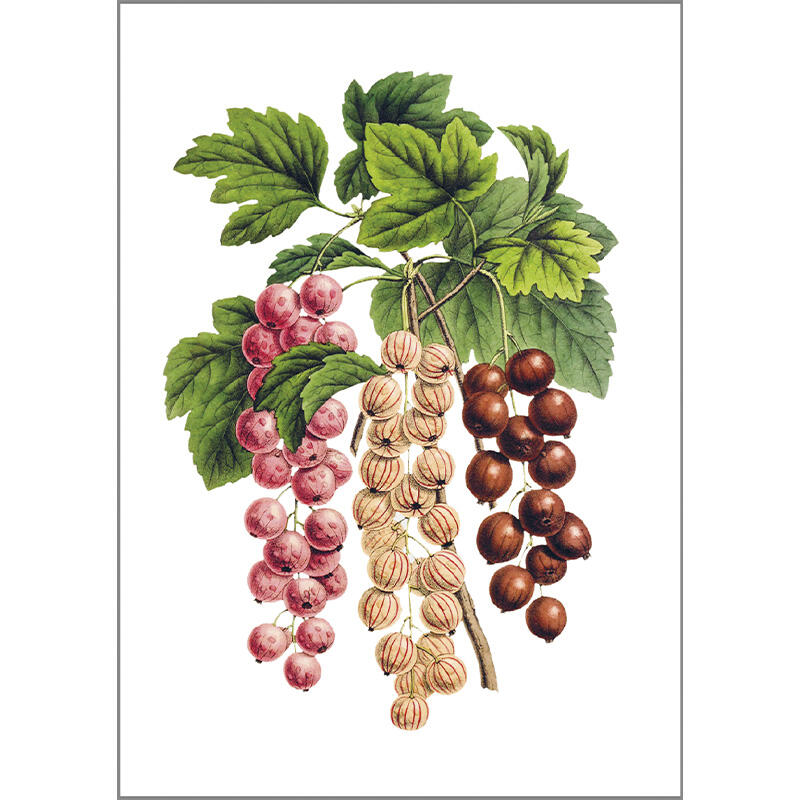 Redcurrants - A5 single card
