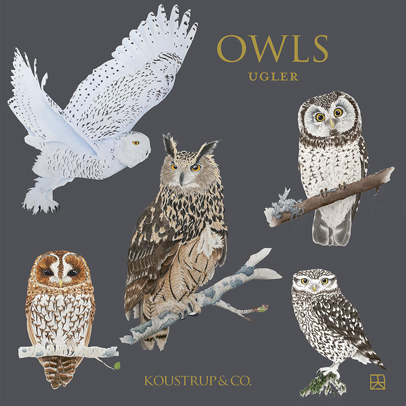 Card set front - owls