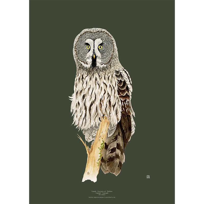 Great Grey Owl - ART PRINT - CHOOSE SIZE