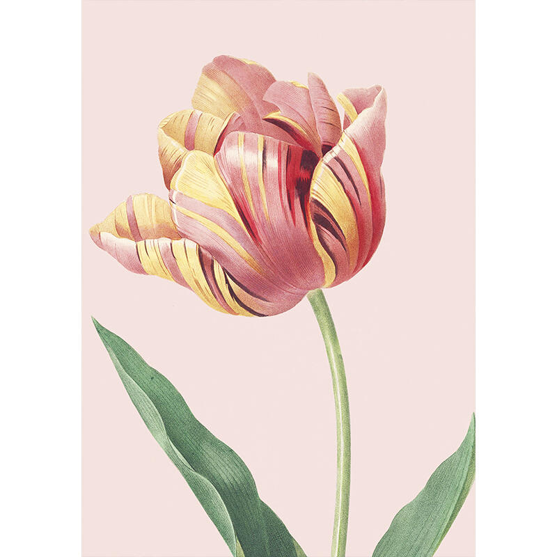 Tulips - A5 single card