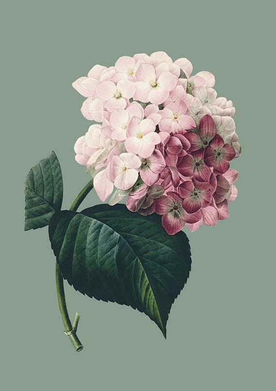 Hydrangea