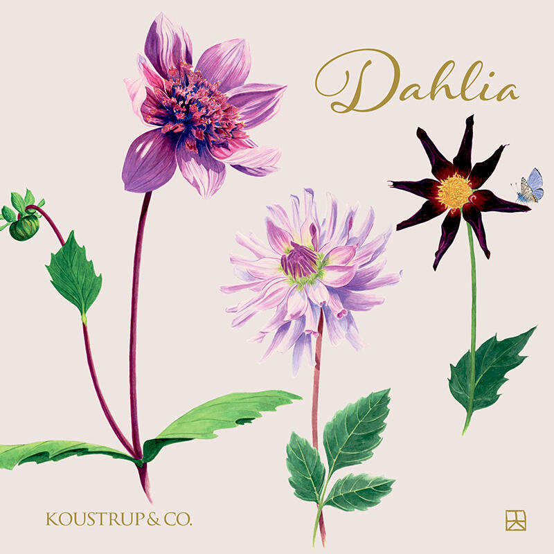 Dahlia card set front