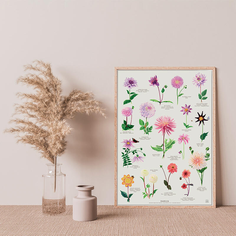A4 Print - Dahlia