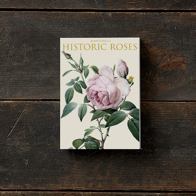 HISTORIC ROSES - 8 cards