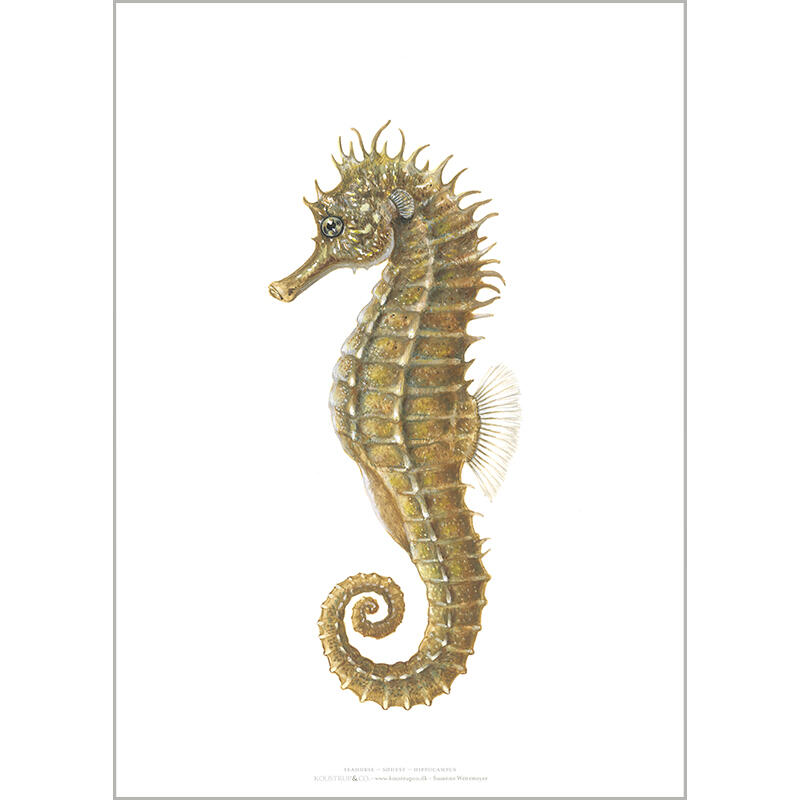 Seahorse - ART PRINT - CHOOSE SIZE