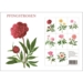 PEONIES - 8 cards (German)