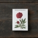PEONIES - 8 cards (German)