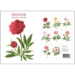 Peonies – 8 cards