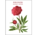 Peonies – 8 cards