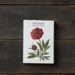 Peonies – 8 cards