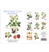 FRÜCHTE UND BEEREN - 8 cards (German)