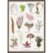 seaweed plants, colorful seaweed, seaweed poster