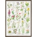 A4 Print - Medicinal Plants