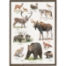 A4 print - Nordic animals (Nordens dyr)