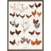 A4 Print - Organic Hens