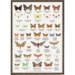 A4 Print - Butterflies
