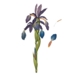Blue iris