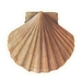 Scallop