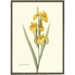 Yellow iris