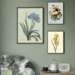 Yellow iris - ART PRINT - CHOOSE SIZE