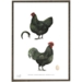 Australorps - Chicken - Art Print - Choose Size