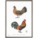 Danish Farm Hens - HENS - ART PRINT - CHOOSE SIZE