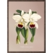 Orchid, Cattleya trianae - ART PRINT - CHOOSE SIZE