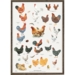 orpington, wyandotte, sussex, country chickens,