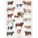 CATTLE BREEDS - A2 Poster