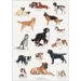 Poster with dog breeds