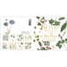 THE FLORA DANICA ATLAS – WILD PLANTS - Square card folder