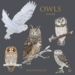 Card set front - owls