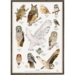 OWLS - Poster A2
