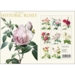HISTORIC ROSES - 8 cards