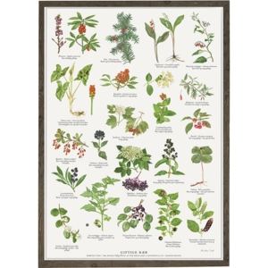 POISONOUS BERRIES - Poster A2
