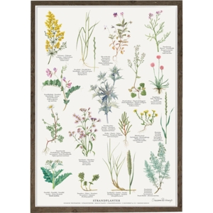 BEACH PLANTS - Poster A2