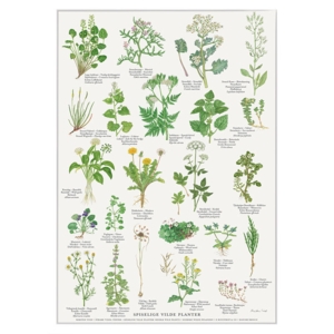 A4 PRINT - Edible wild plants