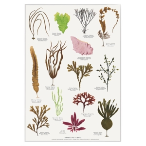 A4 Print - Edible Seaweed