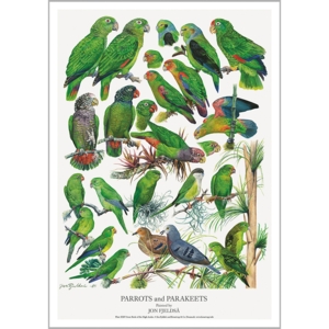 A4 PRINT - Green Parrots