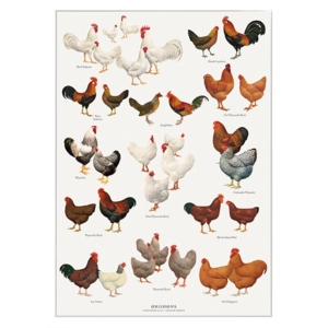 A4 Print - Organic Hens