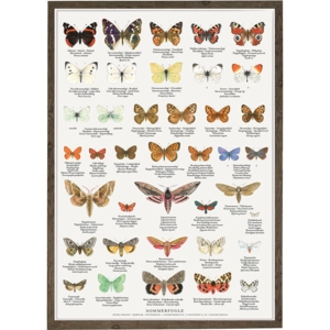 BUTTERFLIES - Poster A2