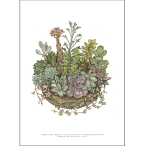ART PRINT A3 - Succulents in a Pot