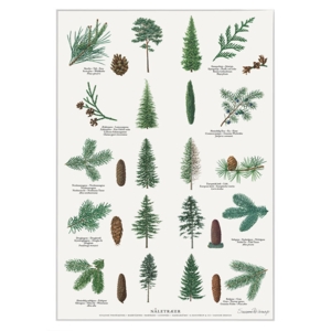 PRINT A4 - Conifers